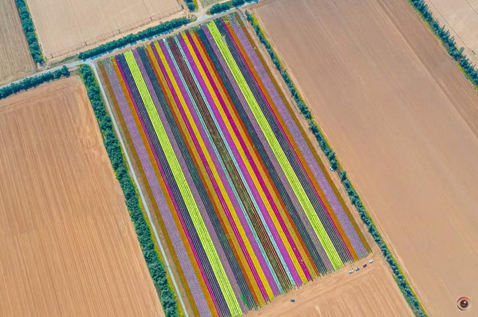 I fiori nel deserto del Negev