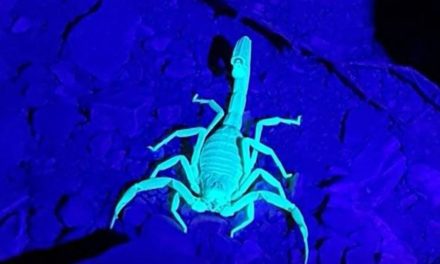 Israele offre tour notturni che mostrano scorpioni sotto raggi UV