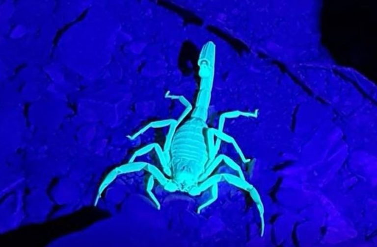 scorpioni - israele360.com