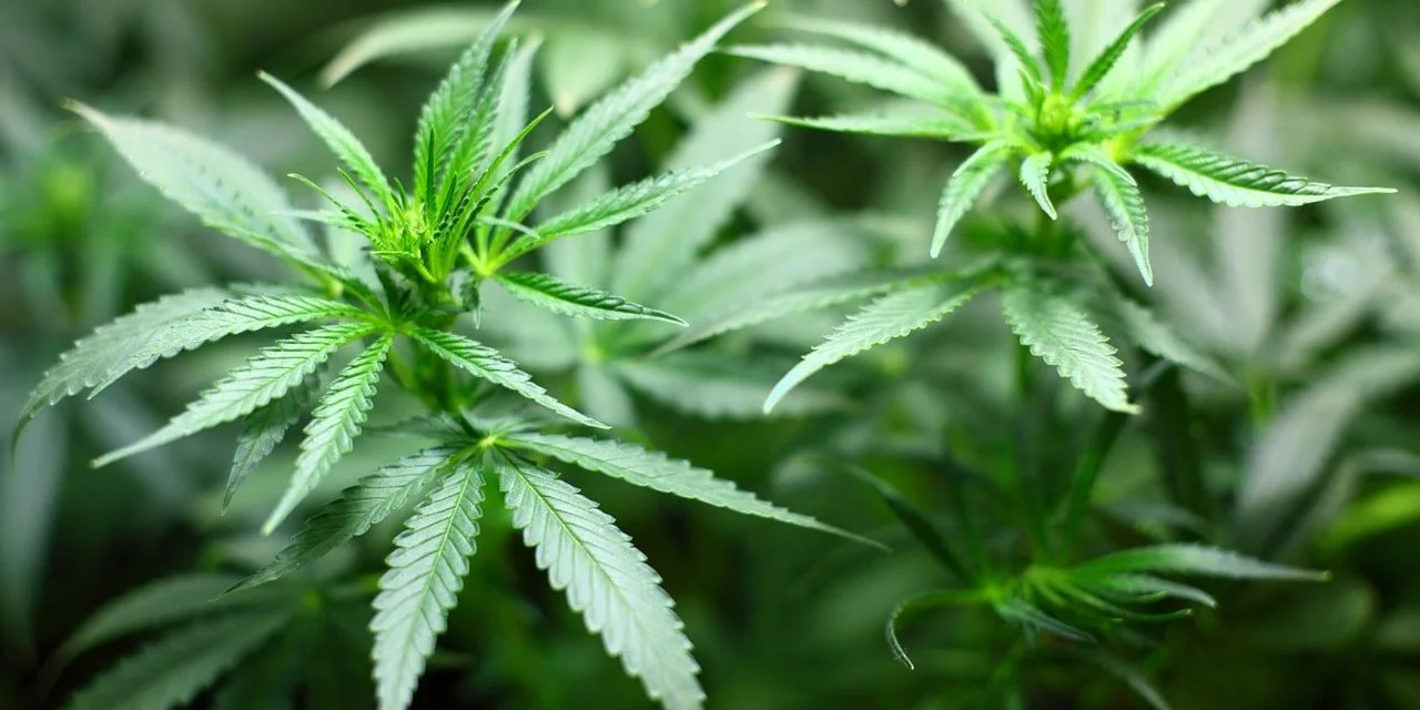 Israele, la legalizzazione della cannabis ricreativa entro 9 mesi