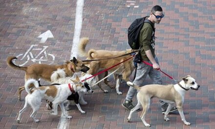 Tel Aviv crea un database del DNA dei cani per multare chi non pulisce gli escrementi