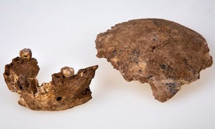 Ossa di un primo ominide sconosciuto, trovate in Israele