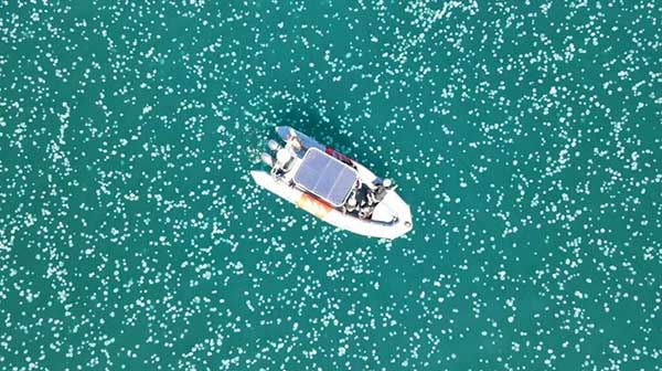 Da nord a sud, Israele invasa dalle meduse