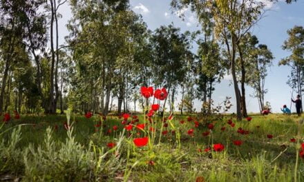 Darom Adom – il festival annuale dei fiori nel sud di Israele