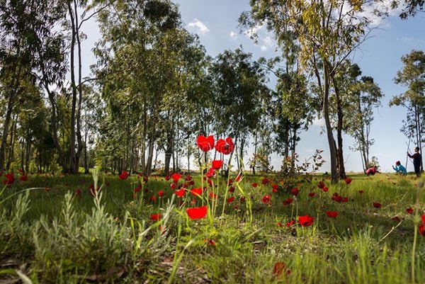 Darom Adom – il festival annuale dei fiori nel sud di Israele